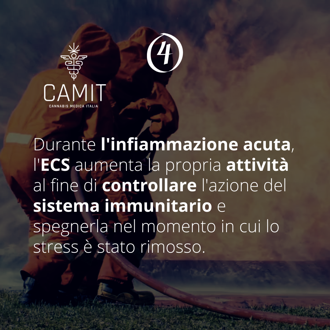 ECS – Interazione con fitocannabinoidi